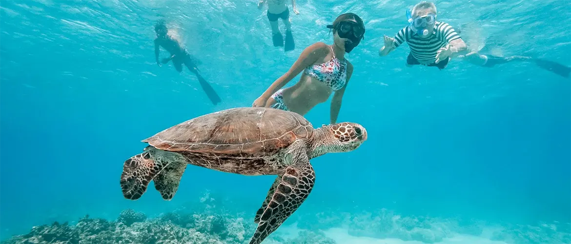 Snorkel with turtles in Barbados